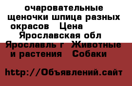 очаровательные щеночки шпица разных окрасов › Цена ­ 7 500 - Ярославская обл., Ярославль г. Животные и растения » Собаки   